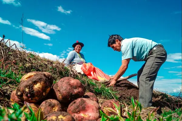 Agriculture as a Pillar of Ancient Traditions of Peru